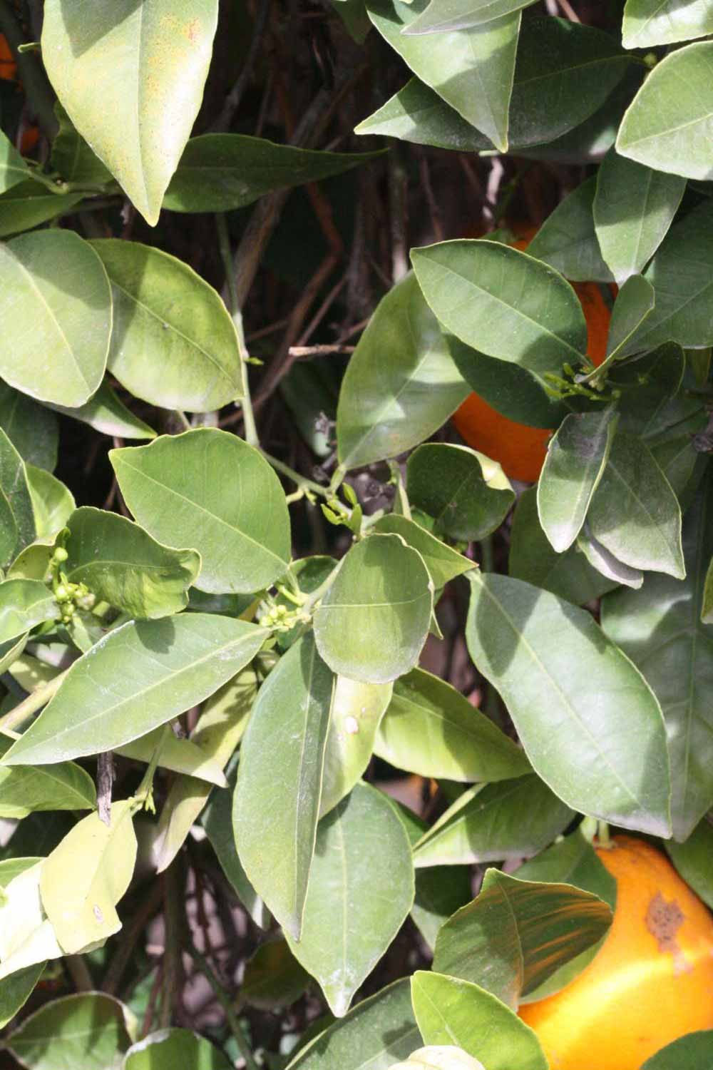              Sun leaves (Frost Navel, Riverside,   CA)       